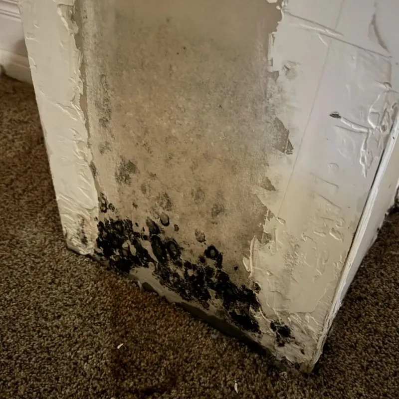 Professional Mold Removal in Forrest, IL